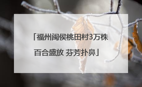 福州闽侯桃田村3万株百合盛放 芬芳扑鼻