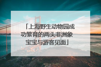 上海野生动物园成功繁育的两头非洲象宝宝与游客见面