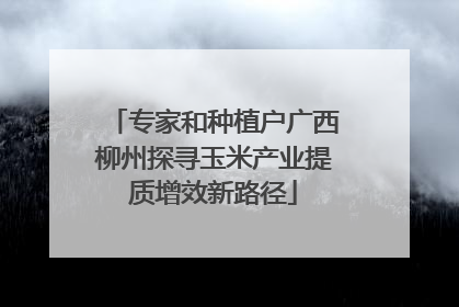 专家和种植户广西柳州探寻玉米产业提质增效新路径