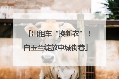 出租车“换新衣”！白玉兰绽放申城街巷