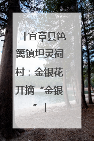 宜章县笆篱镇坦灵祠村：金银花开摘“金银”