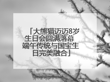 大熊猫迈迈8岁生日会圆满落幕 端午传统与国宝生日完美融合