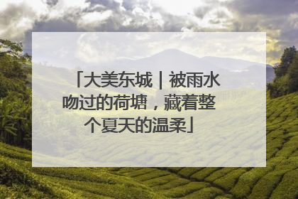 大美东城｜被雨水吻过的荷塘，藏着整个夏天的温柔
