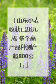 山东小麦收获已超九成 多个高产品种测产超800公斤