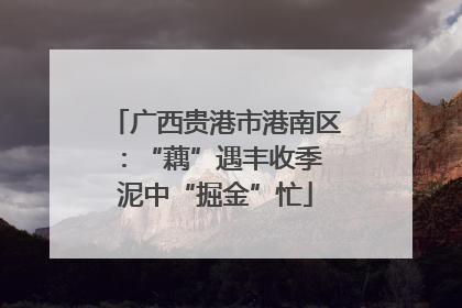 广西贵港市港南区：“藕”遇丰收季 泥中“掘金”忙