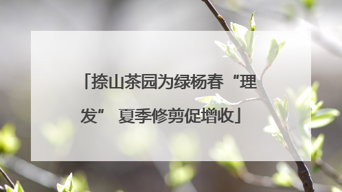 捺山茶园为绿杨春“理发” 夏季修剪促增收