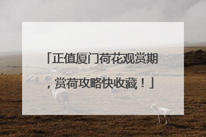 正值厦门荷花观赏期，赏荷攻略快收藏！