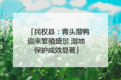 民权县：青头潜鸭迎来繁殖盛景 湿地保护成效显著