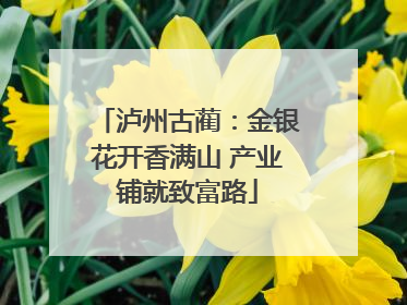 泸州古蔺：金银花开香满山 产业铺就致富路