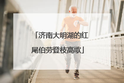 济南大明湖的红尾伯劳登枝高歌