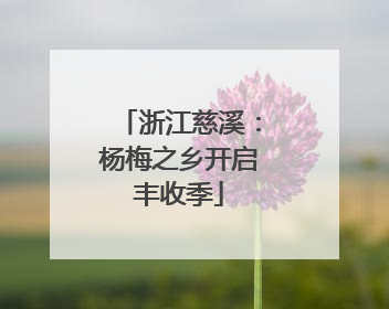 浙江慈溪：杨梅之乡开启丰收季