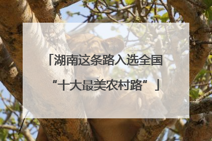 湖南这条路入选全国“十大最美农村路”