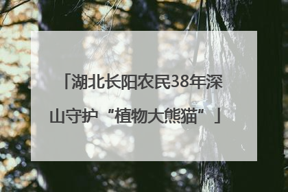 湖北长阳农民38年深山守护“植物大熊猫”