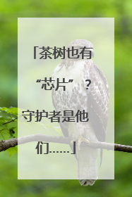 茶树也有“芯片”？守护者是他们……