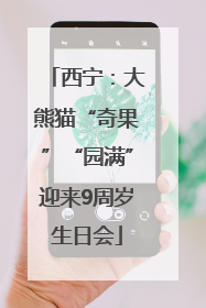 西宁：大熊猫“奇果”“园满”迎来9周岁生日会