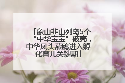 象山韭山列岛5个“中华宝宝”破壳，中华凤头燕鸥进入孵化育儿关键期