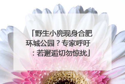 野生小麂现身合肥环城公园？专家呼吁：若邂逅切勿惊扰