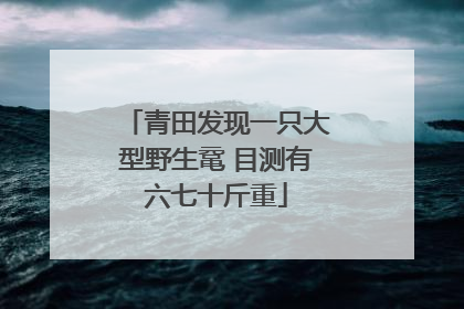 青田发现一只大型野生鼋 目测有六七十斤重