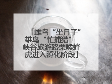 雌鸟“坐月子”雄鸟“忙捕猎” 峡谷旅游路栗喉蜂虎进入孵化阶段