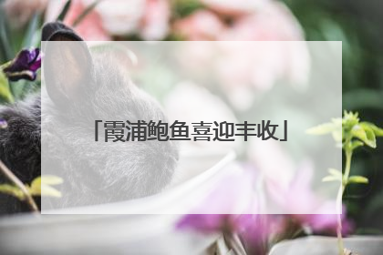 霞浦鲍鱼喜迎丰收